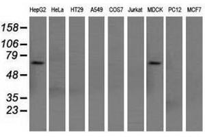 Image no. 6 for anti-Sorting Nexin 9 (SNX9) antibody (ABIN1501047)