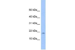 LOC285033 antibody used at 1 ug/ml to detect target protein. (LOC285033 anticorps  (N-Term))