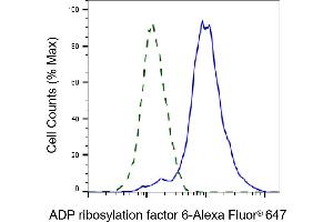 anti-ADP-Ribosylation Factor 6 (ARF6) antibody