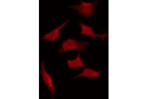 ABIN6267331 staining K562 by IF/ICC.