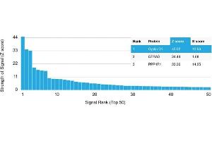 Analysis of Protein Array containing more than 19,000 full-length human proteins using Cyclin D1 Mouse Monoclonal Antibody (CCND1/2593).
