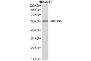 Western Blotting (WB) image for anti-X-Ray Repair Complementing Defective Repair in Chinese Hamster Cells 4 (XRCC4) antibody (ABIN1875367) (XRCC4 anticorps)