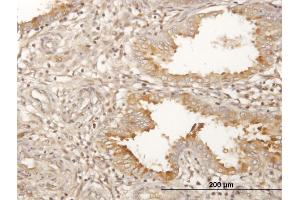 Immunoperoxidase of purified MaxPab antibody to PAEP on formalin-fixed paraffin-embedded human endometrium.