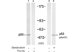 Image no. 1 for anti-Tumor Protein P53 (TP53) (pSer37) antibody (ABIN319218) (p53 anticorps  (pSer37))