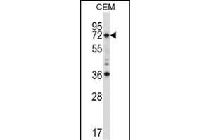 RORC Antibody (Center) (ABIN657708 and ABIN2846699) western blot analysis in CEM cell line lysates (35 μg/lane). (RORC anticorps  (AA 187-216))