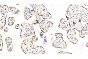 Detection of JAM2 in Human Placenta Tissue using Polyclonal Antibody to Junctional Adhesion Molecule 2 (JAM2)