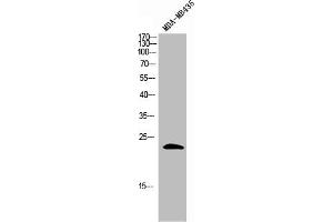 Western Blot analysis of MDA-MB-435 cells using GAS3 Polyclonal Antibody (PMP22 anticorps  (C-Term))