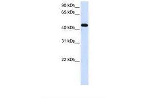 Image no. 1 for anti-Makorin Ring Finger Protein 2 (MKRN2) (AA 326-375) antibody (ABIN6738062) (MKRN2 anticorps  (AA 326-375))