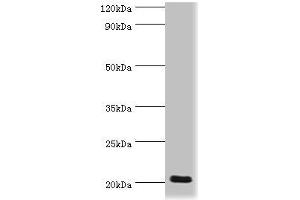 Western blot All lanes: Prion-like protein doppel antibody at 2 μg/mL + Mouse spleen tissue Secondary Goat polyclonal to rabbit IgG at 1/10000 dilution Predicted band size: 20 kDa Observed band size: 20 kDa (PRND anticorps  (AA 20-160))