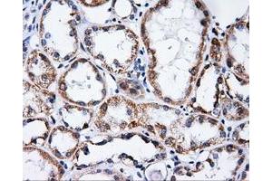 Immunohistochemical staining of paraffin-embedded Kidney tissue using anti-PTPRE mouse monoclonal antibody. (PTPRE anticorps)