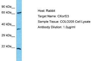 Host: Rabbit Target Name: CXorf23 Sample Type: COLO205 Whole cell lysates Antibody Dilution: 1. (CXORF23 anticorps  (N-Term))