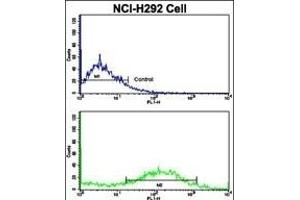 Flow cytometric analysis of NCI- cells using Calponin-1 Antibody (N-term)(bottom histogram) compared to a negative control cell (top histogram).
