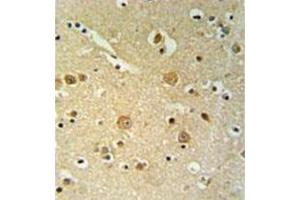 Immunohistochemistry analysis in formalin fixed and paraffin embedded brain tissue reacted with PLEKHH2 Antibody (C-term) followed which was peroxidase conjugated to the secondary antibody and followed by DAB staining. (PLEKHH2 anticorps  (C-Term))