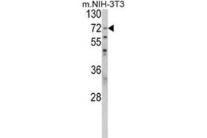 Western Blotting (WB) image for anti-Poly(A) Binding Protein, Cytoplasmic 1 (PABPC1) antibody (ABIN3001716) (PABP anticorps)