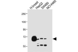 All lanes : Anti-SLCO1B1 Antibody (Center) at 1:500 dilution Lane 1: Human breast tissue lysate Lane 2: HepG2 whole cell lysate Lane 3: S whole cell lysate Lane 4: NCI- whole cell lysate Lysates/proteins at 20 μg per lane.