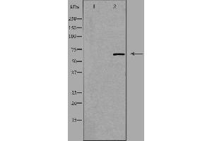 Western blot analysis of extracts from HeLa cells using GNL3L antibody. (GNL3L anticorps)