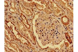 IHC image of ABIN7155274 diluted at 1:800 and staining in paraffin-embedded human kidney tissue performed on a Leica BondTM system.