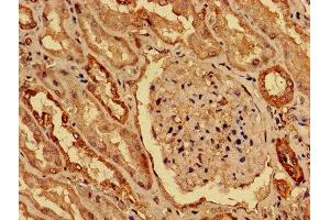 IHC image of ABIN7155274 diluted at 1:800 and staining in paraffin-embedded human kidney tissue performed on a Leica BondTM system. (KAT5 anticorps  (AA 3-512))