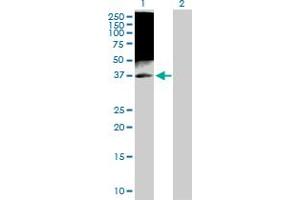 Western Blot analysis of TAF7 expression in transfected 293T cell line by TAF7 MaxPab polyclonal antibody.