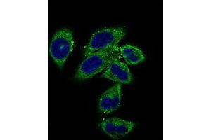 Immunofluorescence analysis of HepG2 cells using CLGN mouse mAb (green). (Calmegin anticorps  (AA 249-405))