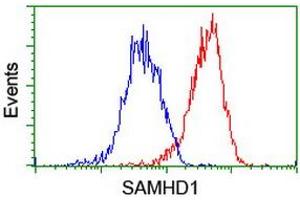 Image no. 6 for anti-SAM Domain and HD Domain 1 (SAMHD1) antibody (ABIN1500798)
