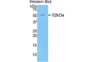 Western Blotting (WB) image for anti-Transcription Factor A, Mitochondrial (TFAM) (AA 43-246) antibody (ABIN1860701) (TFAM anticorps  (AA 43-246))