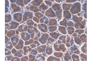 IHC-P analysis of Mouse Stomach Tissue, with DAB staining. (CREG1 anticorps  (AA 75-220))