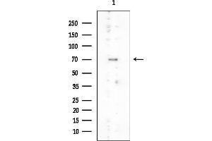 anti-Phosphatase and Actin Regulator 1 (PHACTR1) antibody