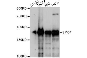 Western blot analysis of extracts of various cell lines, using SMC4 antibody. (SMC4 anticorps)