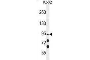 Western Blotting (WB) image for anti-Myosin XIX (MYO19) antibody (ABIN5015691) (Myosin XIX anticorps)
