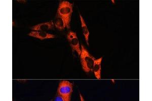 Immunofluorescence analysis of NIH/3T3 cells using ATP1B1 Polyclonal Antibody at dilution of 1:100. (ATP1B1 anticorps)