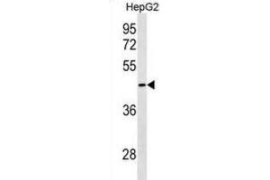 Western Blotting (WB) image for anti-GIPC PDZ Domain Containing Family, Member 3 (GIPC3) antibody (ABIN3000197) (GIPC3 anticorps)