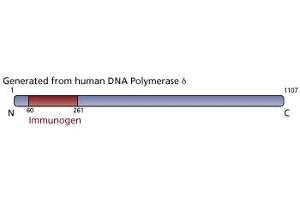 Image no. 3 for anti-Polymerase (DNA Directed), delta 1, Catalytic Subunit 125kDa (POLD1) (AA 60-261) antibody (ABIN968287)