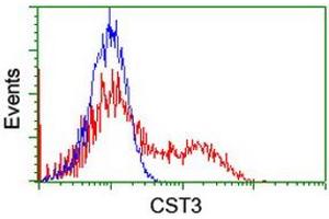 Image no. 2 for anti-Cystatin C (CST3) antibody (ABIN1497753) (CST3 anticorps)
