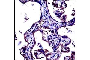 CD97 Antibody (C-term) (ABIN657690 and ABIN2846681) immunohistochemistry analysis in formalin fixed and paraffin embedded human placenta tissue followed by peroxidase conjugation of the secondary antibody and DAB staining.