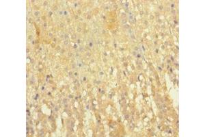 Immunohistochemistry of paraffin-embedded human adrenal gland tissue using ABIN7151346 at dilution of 1:100 (EML2 anticorps  (AA 1-418))