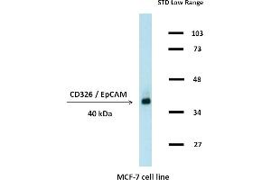Western blotting analysis (non-reducing conditions) of whole cell lysate of MCF-7 human breast adenocarcinoma cell line using anti-CD326 / EpCAM (323/A3). (EpCAM anticorps)