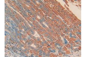 Detection of APOH in Mouse Stomach Tissue using Polyclonal Antibody to Apolipoprotein H (APOH)