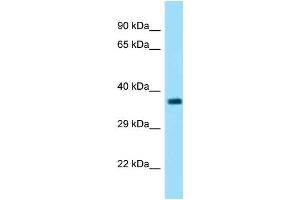 WB Suggested Anti-Fbxo2 Antibody   Titration: 1.