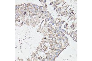 Immunohistochemistry of paraffin-embedded rat testis using MTOR antibody. (MTOR anticorps  (AA 2400-2500))
