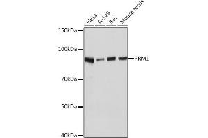 Western blot analysis of extracts of various cell lines, using RRM1 Rabbit mAb (ABIN7269988) at 1:1000 dilution. (RRM1 anticorps)