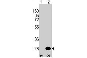 Western blot analysis of HSPB1 (arrow) using HSPB1 polyclonal antibody . (HSP27 anticorps  (Ser82))