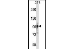 Western blot analysis in 293 cell line lysates (35ug/lane). (RBM10 anticorps  (N-Term))