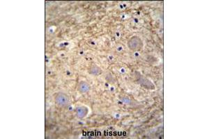 PCDHGA1 Antibody immunohistochemistry analysis in formalin fixed and paraffin embedded human brain tissue followed by peroxidase conjugation of the secondary antibody and DAB staining. (PCDHGA1 anticorps  (AA 287-315))