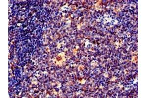 Immunohistochemistry of paraffin-embedded human tonsil tissue using ABIN7151428 at dilution of 1:100 (EFHD2 anticorps  (AA 2-240))