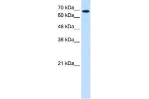 Western Blotting (WB) image for anti-Ribophorin II (RPN2) antibody (ABIN2462849) (Ribophorin II anticorps)