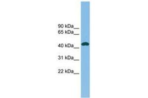 Image no. 1 for anti-Nodal Homolog (NODAL) (C-Term) antibody (ABIN6745136) (Nodal anticorps  (C-Term))