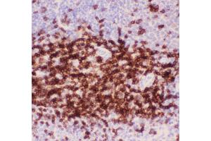 Anti-CD3 epsilon Picoband antibody,  IHC(P): Mouse Spleen Tissue