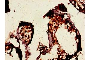 Immunohistochemistry of paraffin-embedded human testis tissue using ABIN7153395 at dilution of 1:100