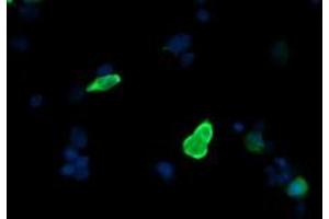Image no. 3 for anti-Mitogen-Activated Protein Kinase Kinase 3 (MAP2K3) antibody (ABIN1499415) (MAP2K3 anticorps)